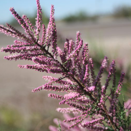 TAMARIX  [3]