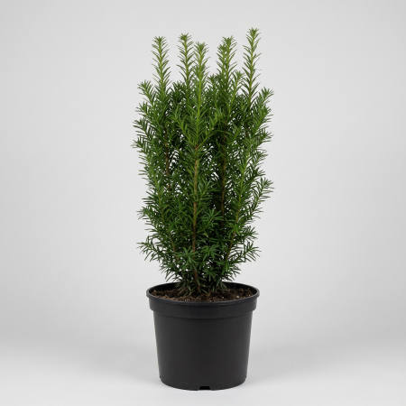 Taxus media 'Hicksii' - fotografie produs
