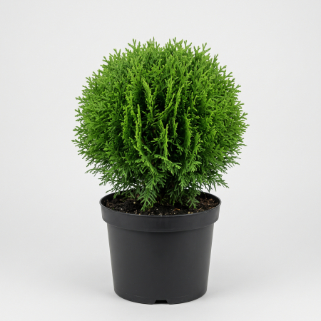 Thuja occidentalis 'Danica' - fotografie produs
