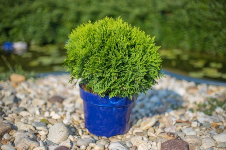 Thuja occidentalis ‘Danica’ - Tuia occidentală ‘Danica’ 20 - 30 cm [1]