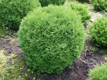 Thuja occidentalis ‘Little Giant’ - Tuia occidentală ‘Little Giant’ 30 - 35 cm [1]