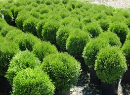Conifere - Thuja occidentalis ‘Little Giant’ - Tuia occidentală ‘Little Giant’ 30 - 35 cm