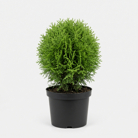 Conifere - Thuja occidentalis 'Little Giant' - fotografie produs