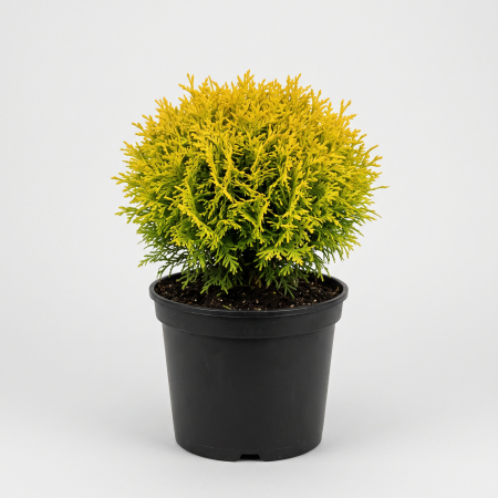 Thuja occidentalis 'Mirjam' - fotografie produs