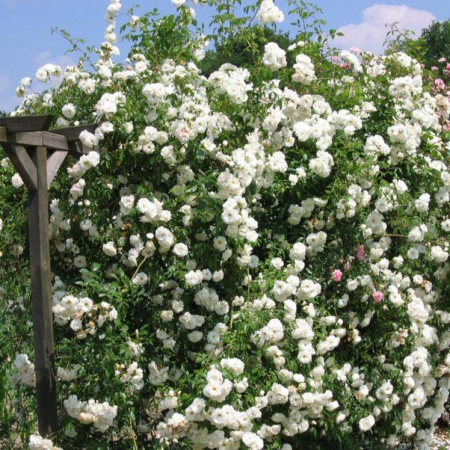 Trandafiri - TRANDAFIR ALBA MAXIMA – URCATOR