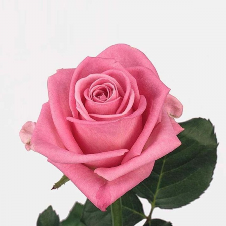 Trandafiri - TRANDAFIR AQUA ROSE