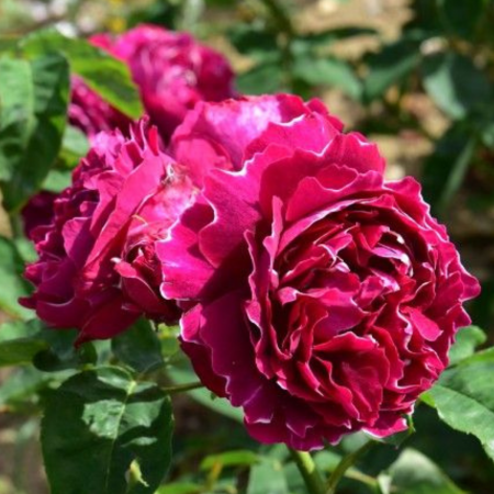 TRANDAFIR BARON GIROD [1]