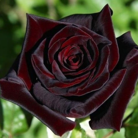 Trandafiri - TRANDAFIR BLACK BACCARA