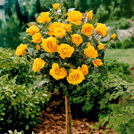 TRANDAFIR COPAC – GALBEN (GOLDEN) (Trandafir pomisor galben) [2]