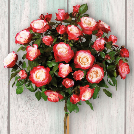 Trandafiri - TRANDAFIR COPAC - ROZE PIENNA DOUBLE DELIGHT (Trandafir pomisor double delight)