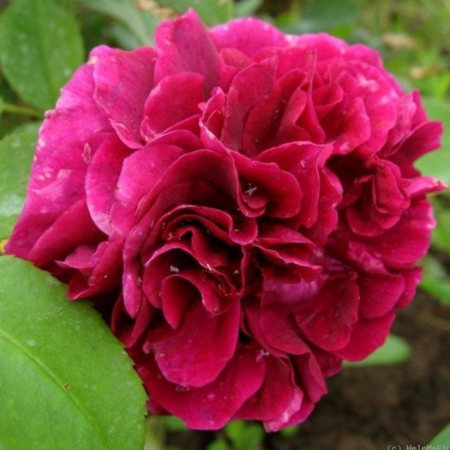TRANDAFIR DARK LADY [2]