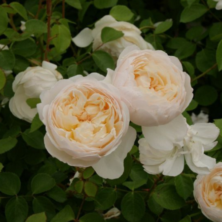 TRANDAFIR GLAMIS CASTLE [1]