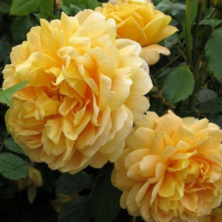 TRANDAFIR GOLDEN CELEBRATION [1]
