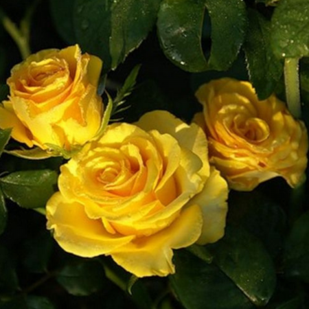 TRANDAFIR KERIO