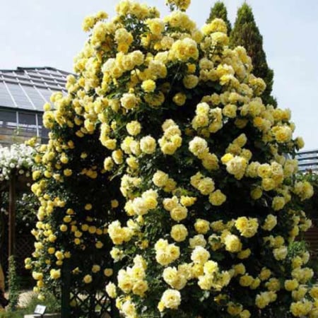 Trandafiri - TRANDAFIR LEMON – URCATOR