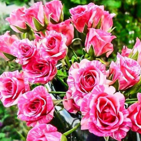 TRANDAFIR PINK FLASH - tufe pitice [1]