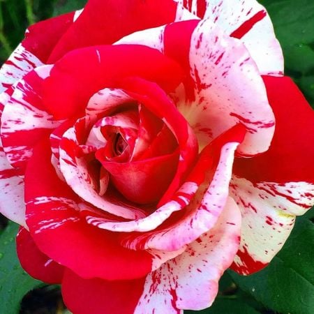 Trandafiri - TRANDAFIR PINK FLASH – URCATOR