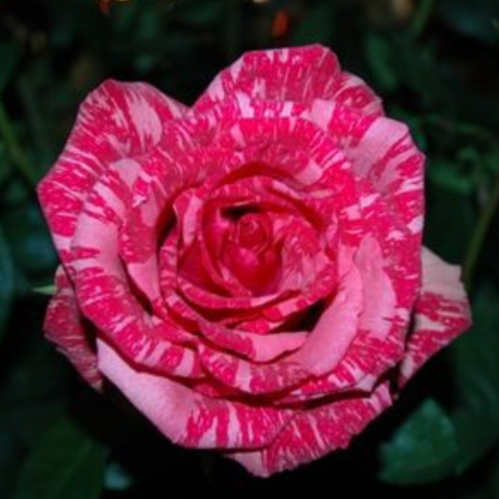 TRANDAFIR PINK INTUITION [2]
