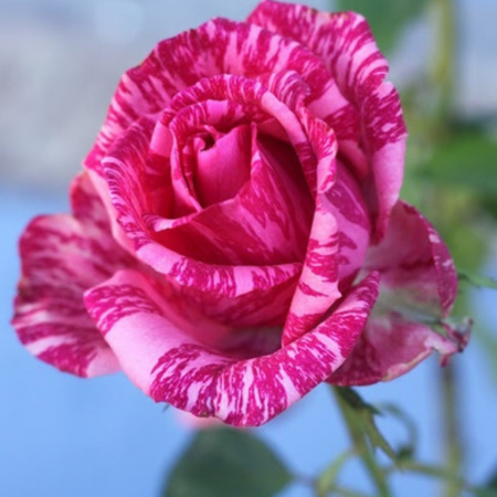 Trandafiri tufa - TRANDAFIR PINK INTUITION