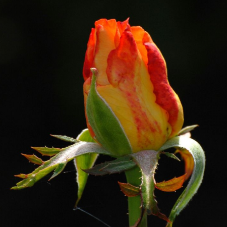 TRANDAFIR RED GOLD [1]
