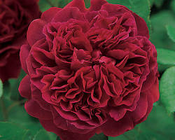 TRANDAFIR COPAC – ROZE WIELKOKWIATOWA - ROSU (Trandafir Pomisor) [1]
