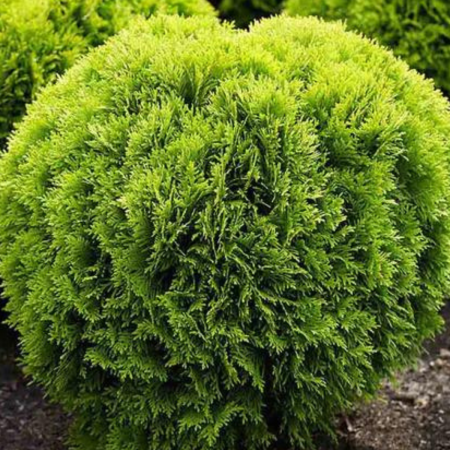 TUIA OCCIDENTALIS MIRJAM [2]