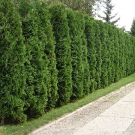 Conifere - TUIA SMARAGD - Thuja occidentalis Smaragd 70 cm