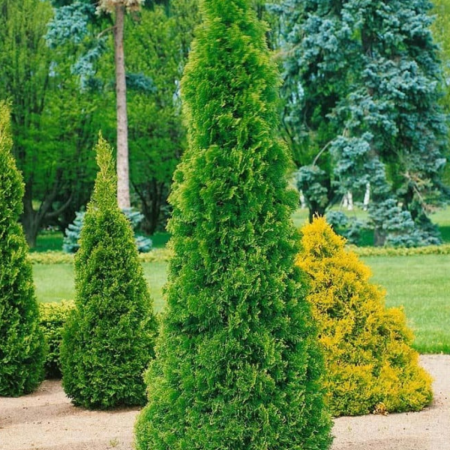 Conifere - TUIA SMARAGD - Thuja occidentalis Smaragd