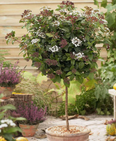 Plante ornamentale - Viburnum Tinus Eve Price - Bulgare de Zapada Tinus (Calinul)