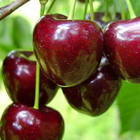 Pomi fructiferi - VISIN CRISANA