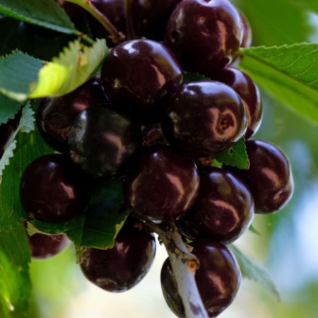 Pomi fructiferi - VISIN MORELA NEAGRA