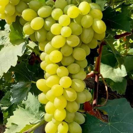 Pachete promotionale - Pachet - 25 buc. VITA DE VIE AFUZ ALI - Vitis vinifera Afuz Ali