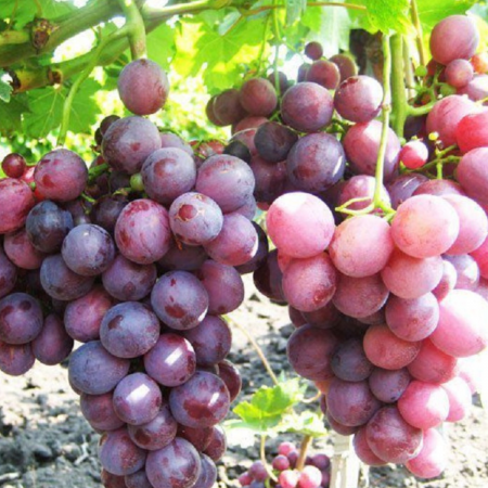 VITA DE VIE CARDINAL - Vitis vinifera Cardinal [1]