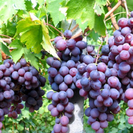 Pachete promotionale - Pachet - 25 buc. VITA DE VIE CARDINAL - Vitis vinifera Cardinal