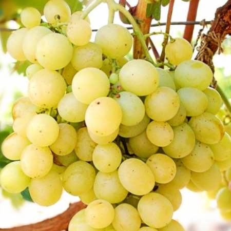 Pachete promotionale - Pachet - 25 buc. VITA DE VIE ITALIA - Vitis vinifera Italia