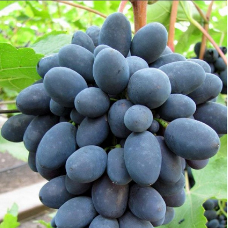 Pachete promotionale - Pachet - 25buc. Viță de Vie Magic Black (rădăcină liberă)