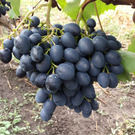 Pachete promotionale - Pachet - 25 buc. VITA DE VIE MOLDOVA - Vitis vinifera Moldova