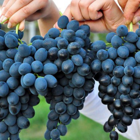 VITA DE VIE MOLDOVA - Vitis vinifera Moldova [1]