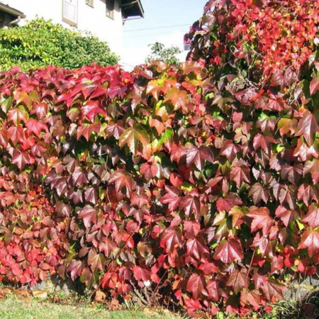 Plante urcatoare - VITA DE VIE ORNAMENTALA - Parthenocissus Quinquefolia