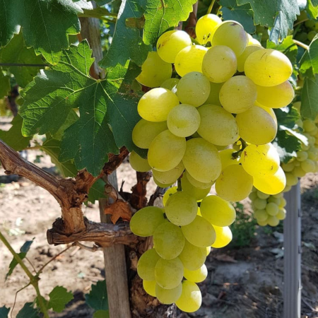 Pachete promotionale - Pachet - 25 buc. VITA DE VIE VICTORIA - Vitis vinifera Victoria