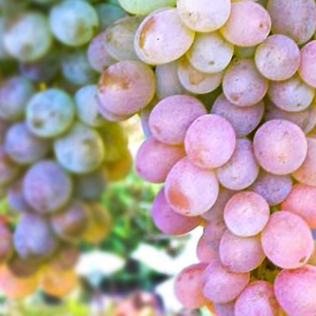 Pachete promotionale - Pachet - 25 buc. VITA DE VIE TEREZA - Vitis vinifera Tereza
