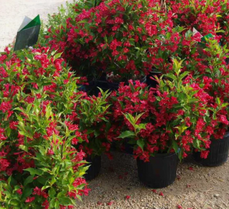 Weigela 'Red Prince' – 80-100 cm [2]