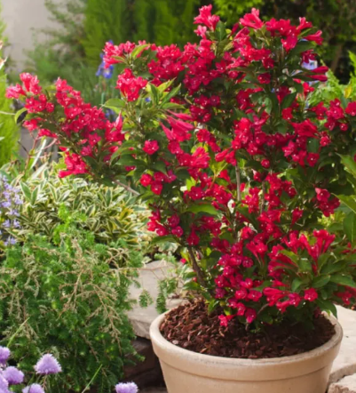 Weigela 'Red Prince' – 80-100 cm [1]