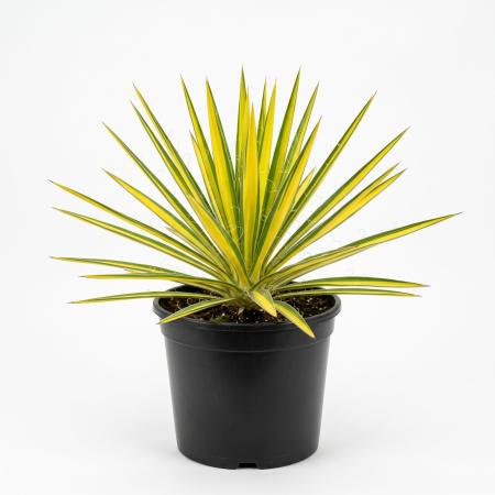 Plante ornamentale - Yucca filamentosa 'Color Guard' - Yucca 'Color Guard' 30 - 50 cm (5L)
