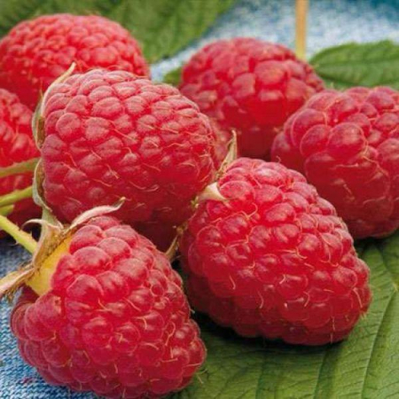 Pachet 10buc. Butași Zmeură Fertodi Zamatos [1]