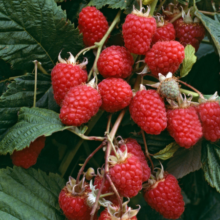 Pachet 10buc. Butași Zmeură Tarusa (Rădăcină liberă) [1]