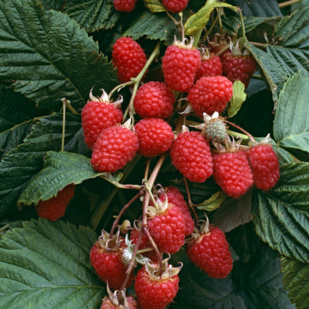 Pachet 10buc. Butași Zmeură Tarusa (Rădăcină liberă) [3]