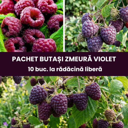 Pachete promotionale - Pachet 10buc. Butași Zmeură Violet Glen Coe