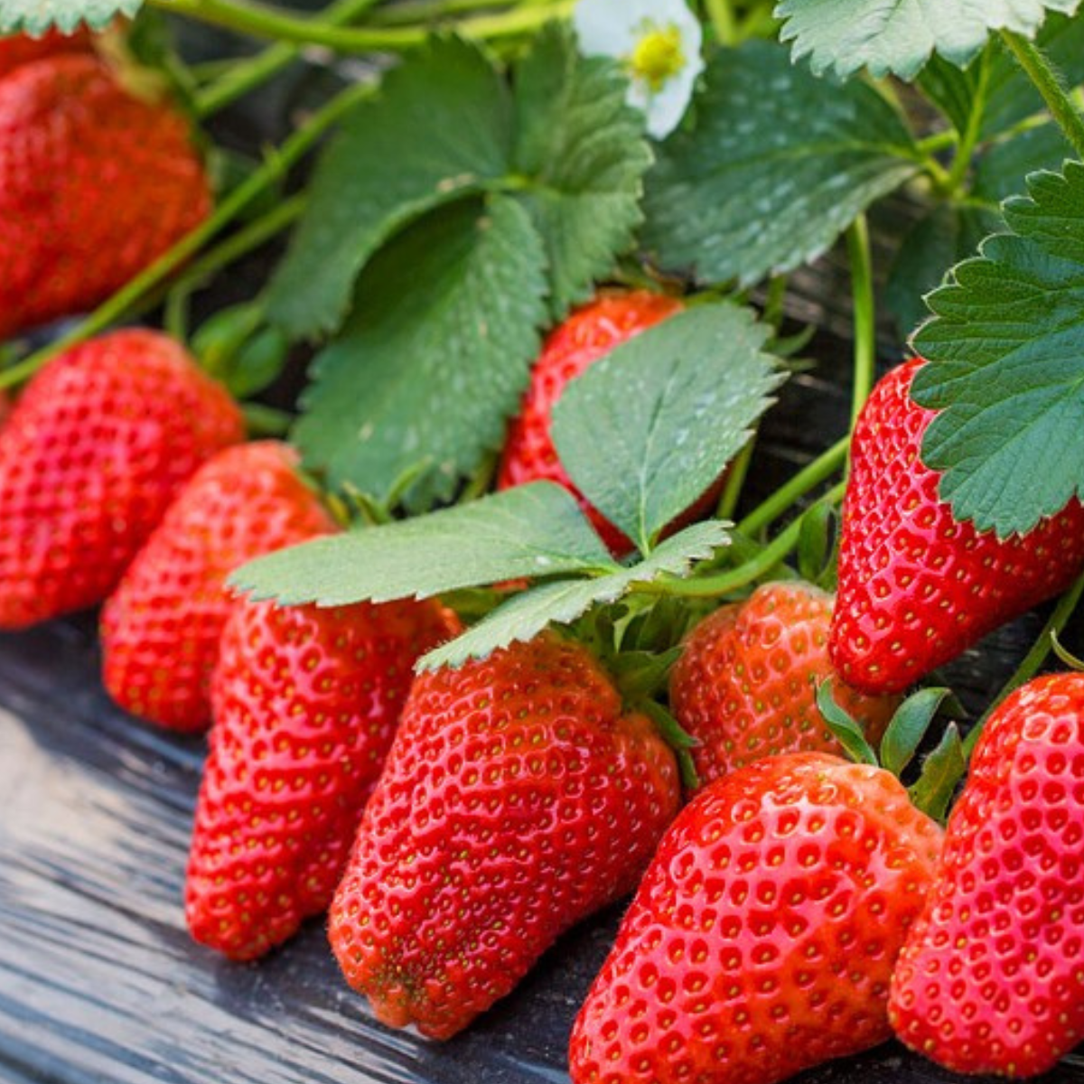 Căpșuni Albion - Soi de Vară/Toamnă la Ghiveci [2]