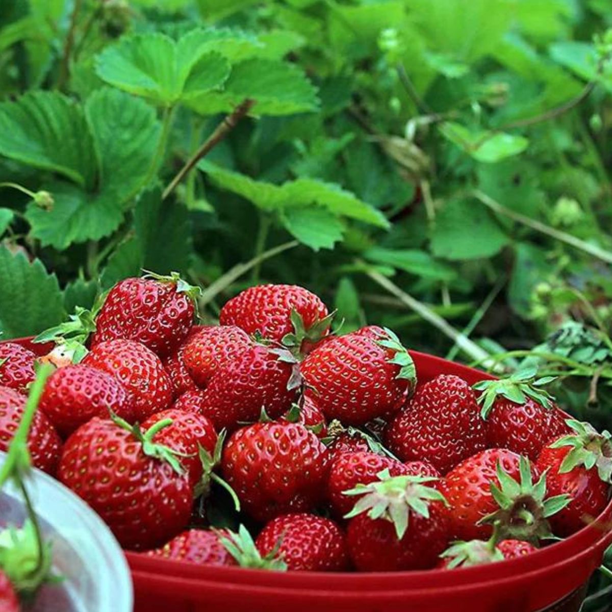 Căpșuni Albion - Soi de Vară/Toamnă la Ghiveci [1]